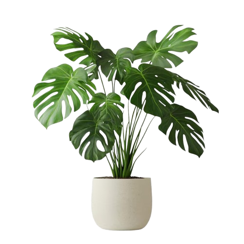 Monstera Deliciosa